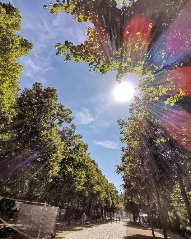 Tiergarten in Summer