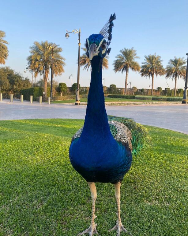 Jumeirah Emirates Towers