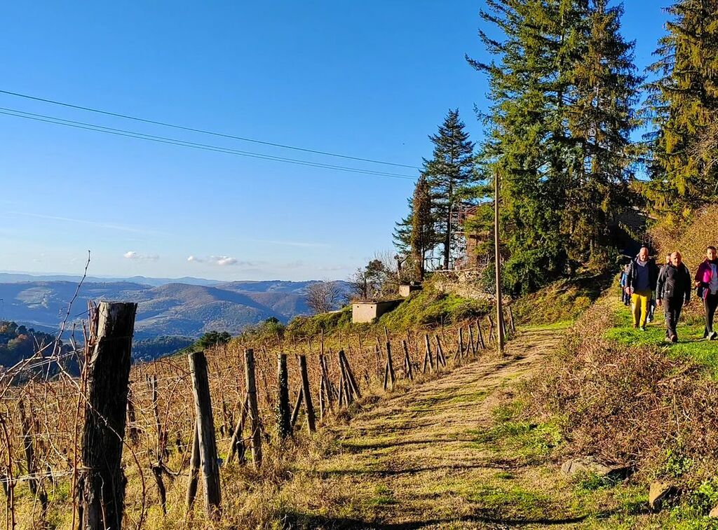 Hiking near Volpaia