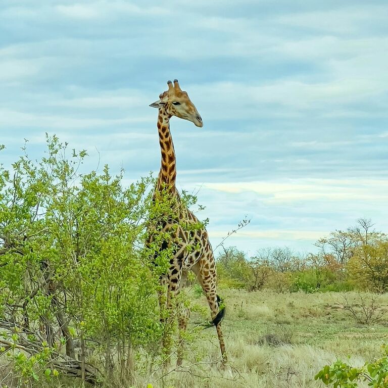 Kruger National Park