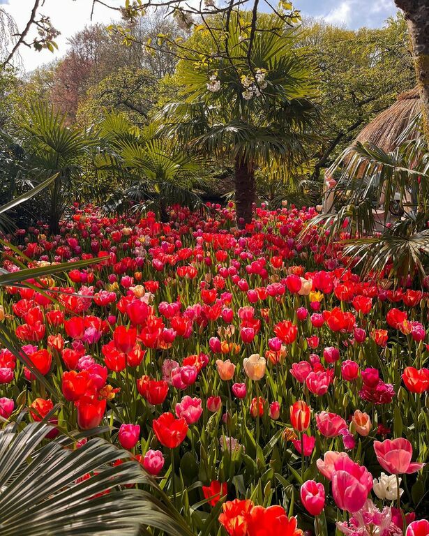 Keukenhof