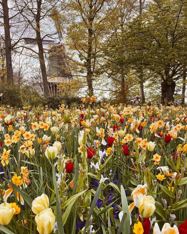 Keukenhof