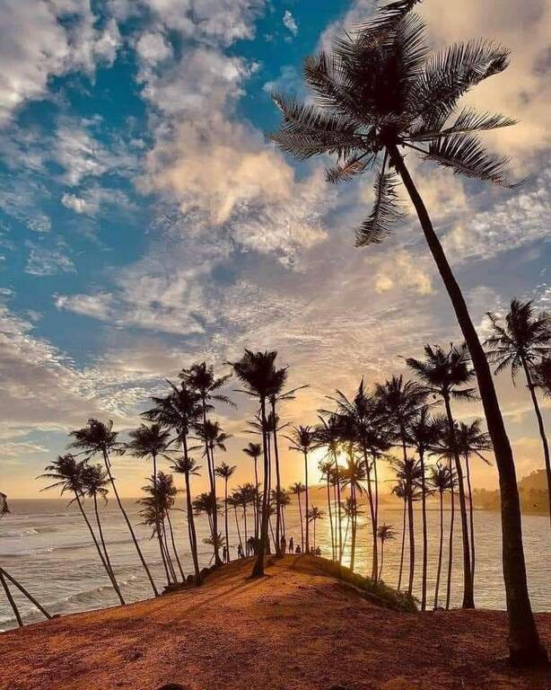 Coconut tree hill