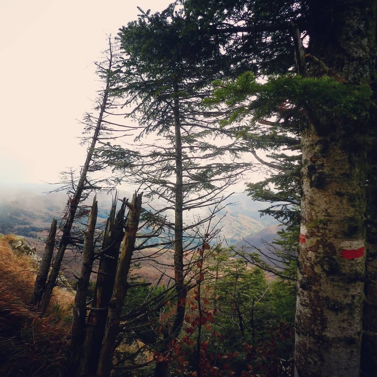 Forest of Teso