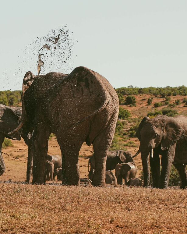 Addo Elephant National Park