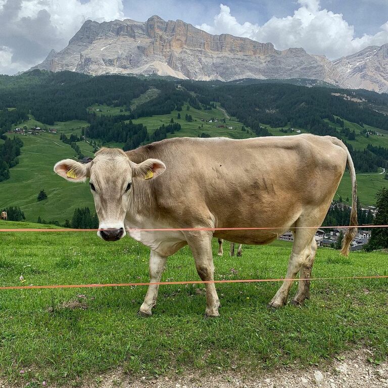 A cow in the Dolomites