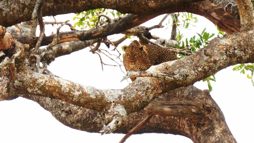 Serengeti National Park, Tanzania