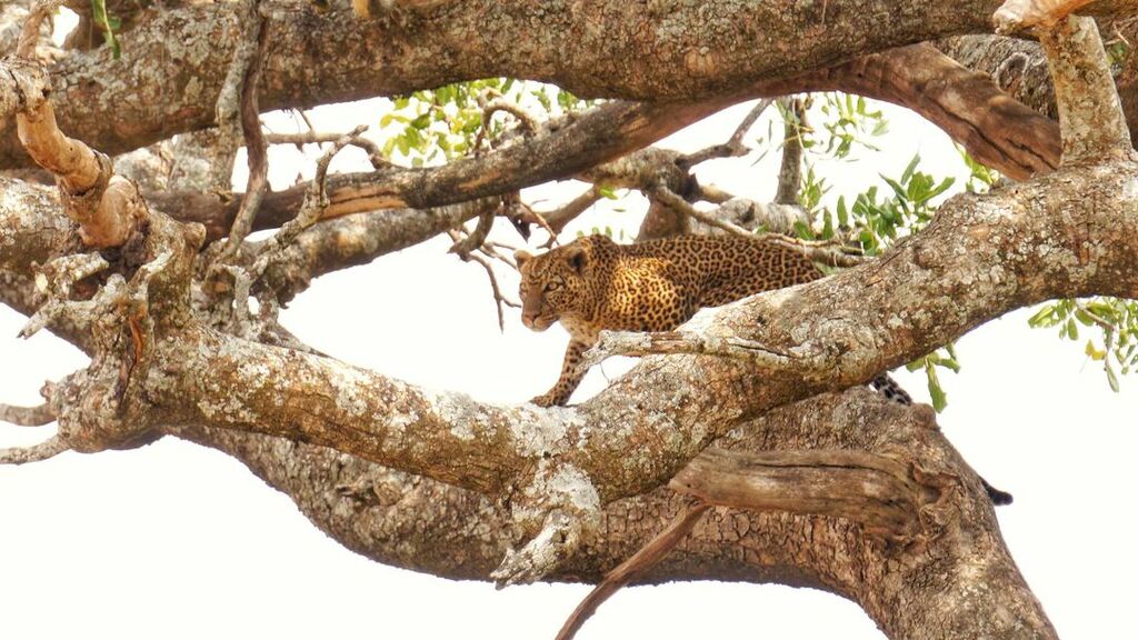 Serengeti National Park, Tanzania
