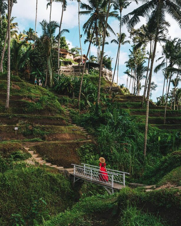 Tegallalang Rice Terraces