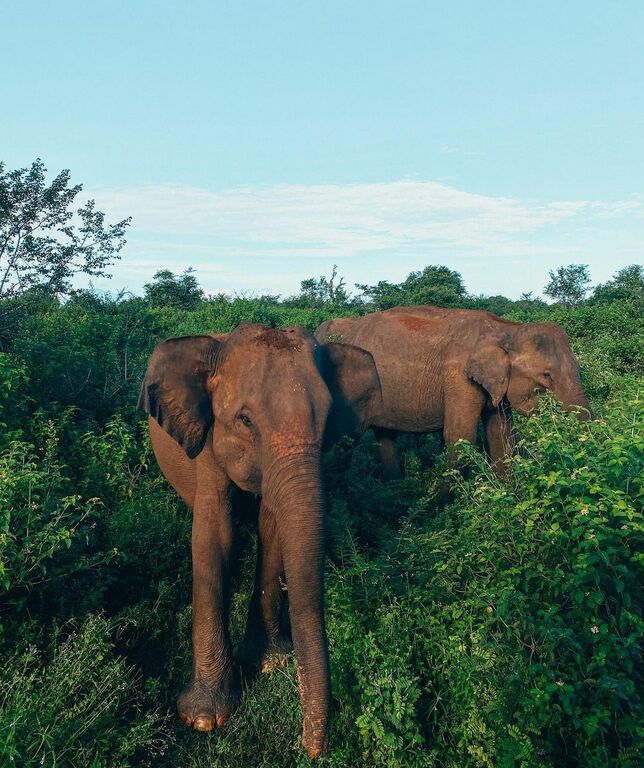 Udawalawe Safari
