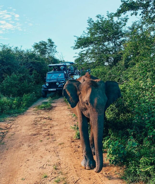 Udawalawe Safari