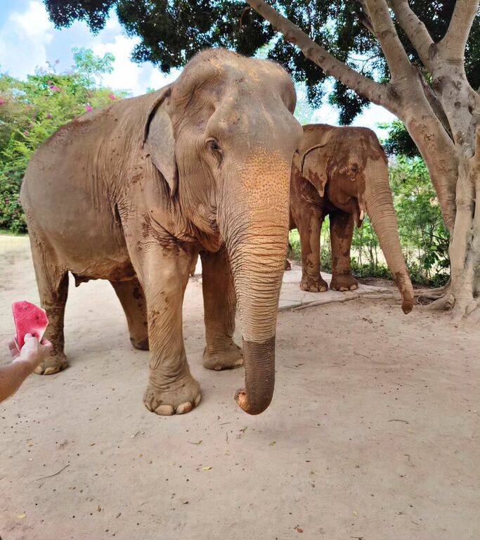 Samui Elephant Sanctuary
