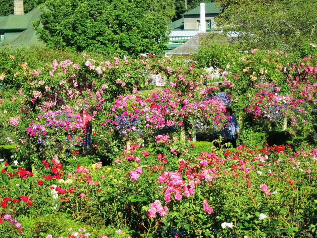 Butchart Gardens