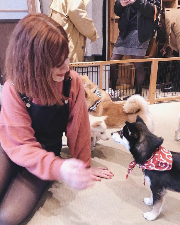 Shiba Inu cafe