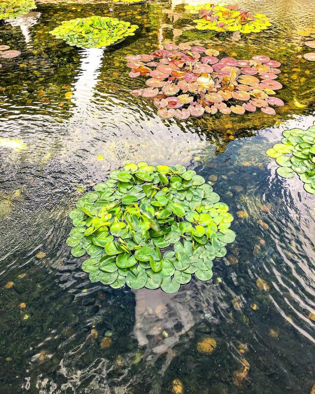 Lotus Pond Garden in Chi Lin Nunnery