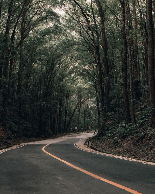 Bilar Man-Made Forest
