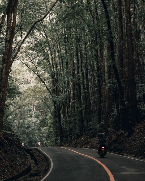 Bilar Man-Made Forest