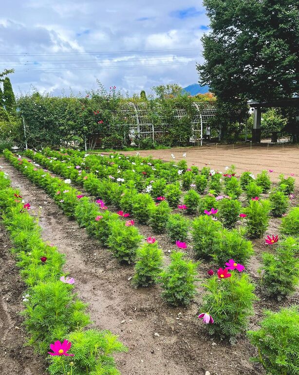 Katsunuma Herb Garden