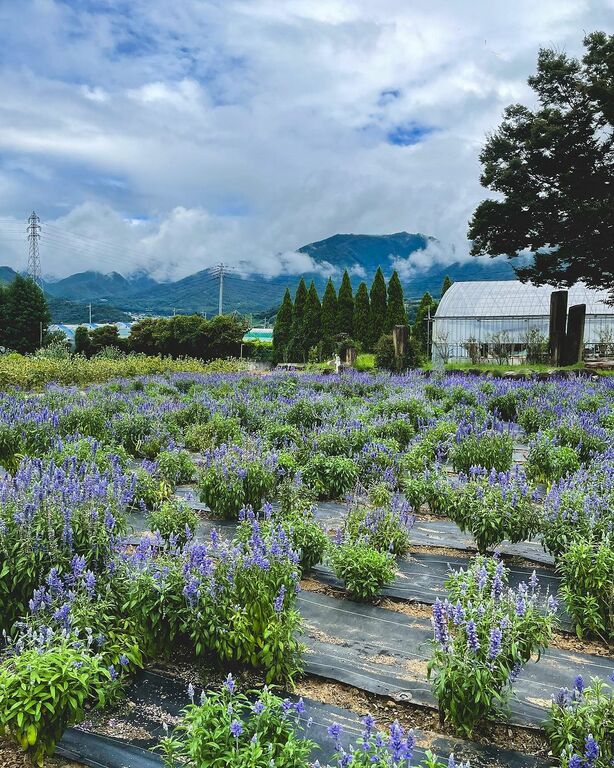 Katsunuma Herb Garden