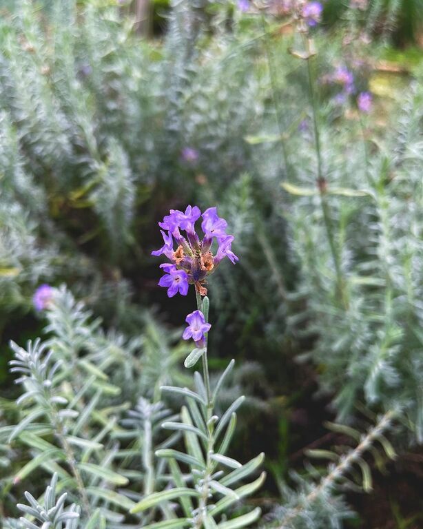 Katsunuma Herb Garden