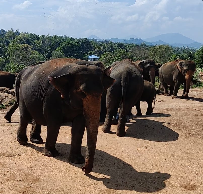 Pinnawala Elephant Orphanage