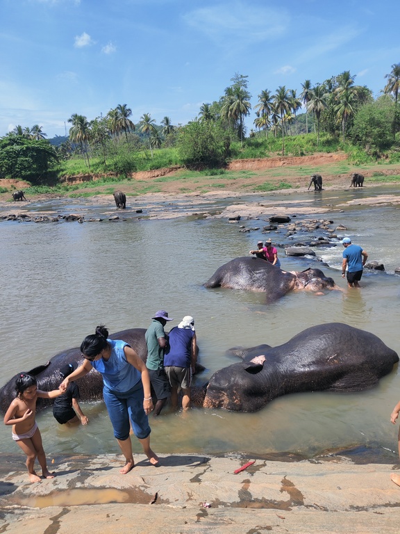 Pinnawala Elephant Orphanage