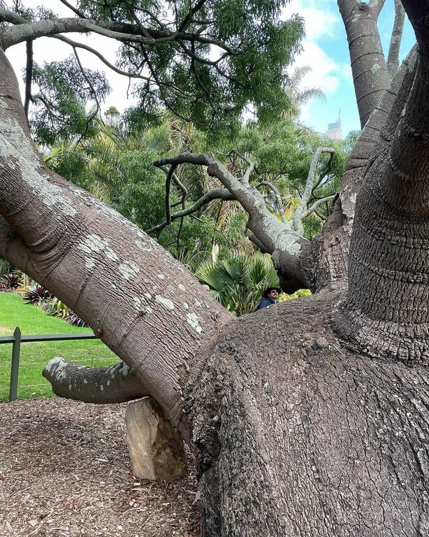 Queensland Bottle Tree in the Royal Botanic Garden
