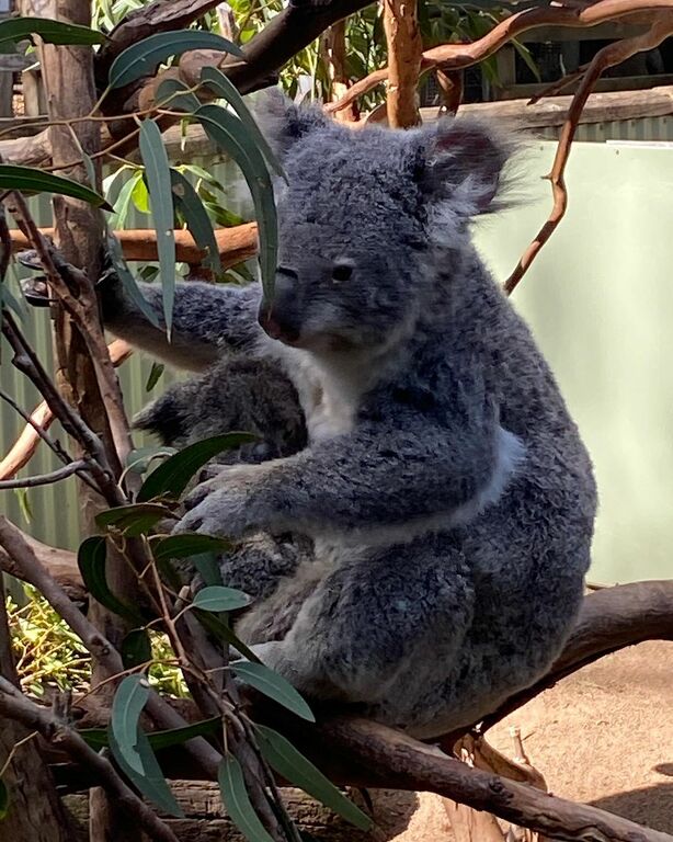 Koala at Featherdale Sydney Wildlife Park