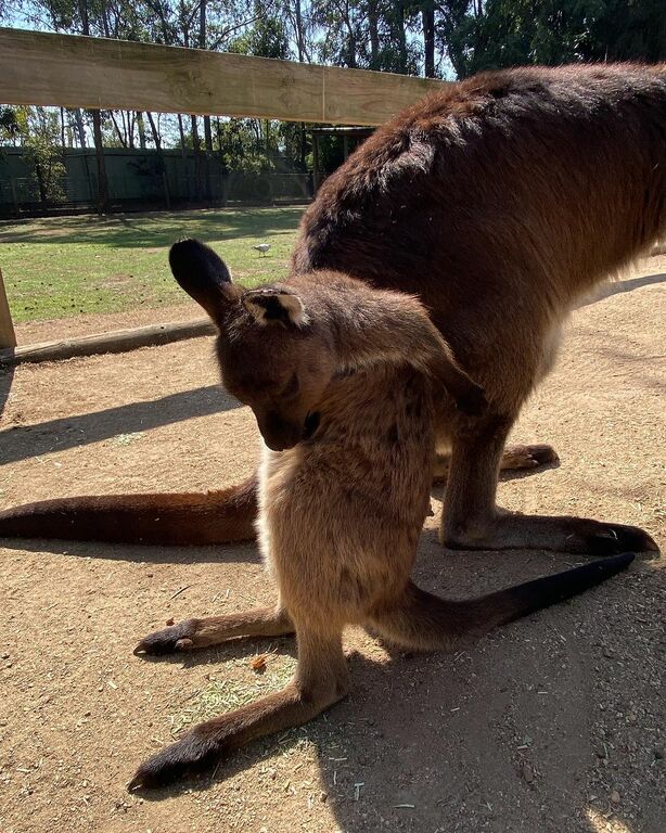 Wallaby at Featherdale Sydney Wildlife Park