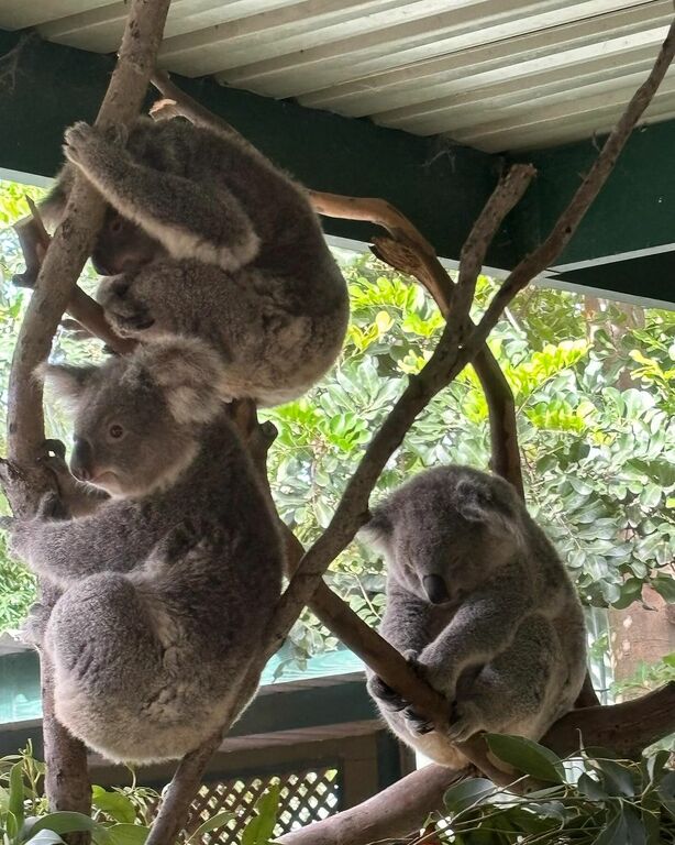  Koala at Featherdale Sydney Wildlife Park