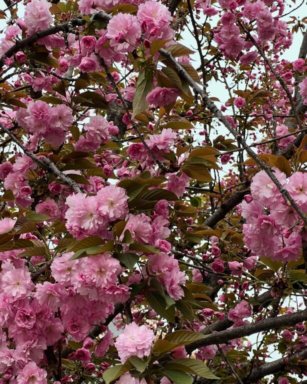 Springtime in Rome