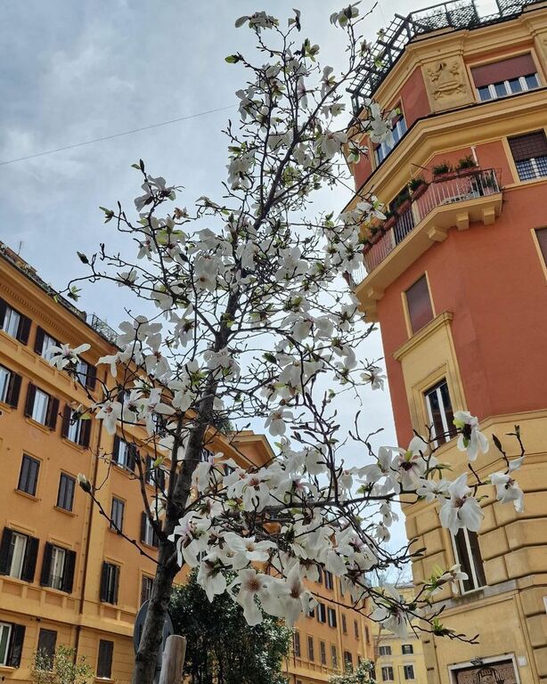 Springtime in Rome