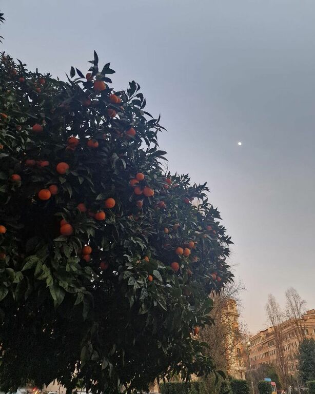 Springtime in Rome