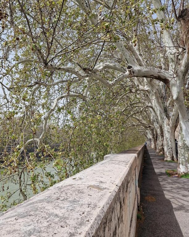 Tiber River