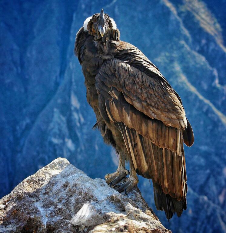 Andean condor