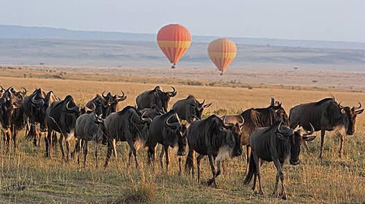 masai mara