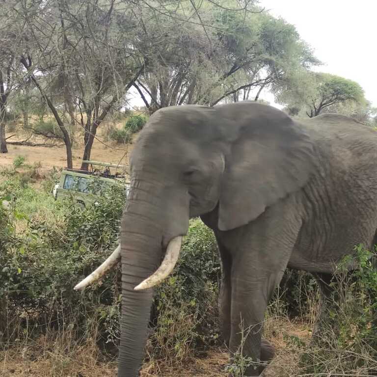 masai mara