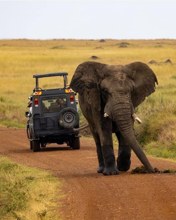 masai mara