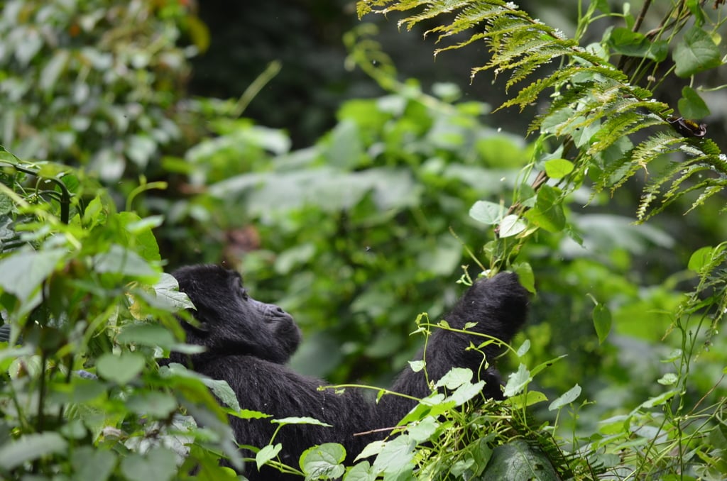 babay gorilla in Bwindi Impenetrable National Park in Uganda