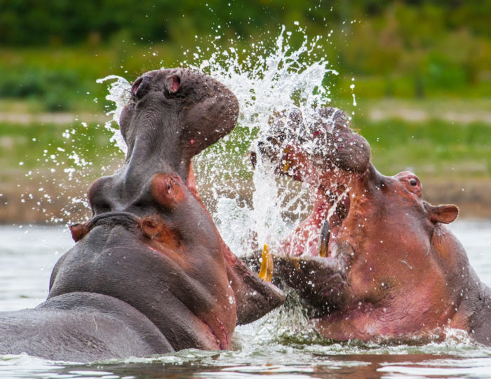 Hippos at kazinga channel 