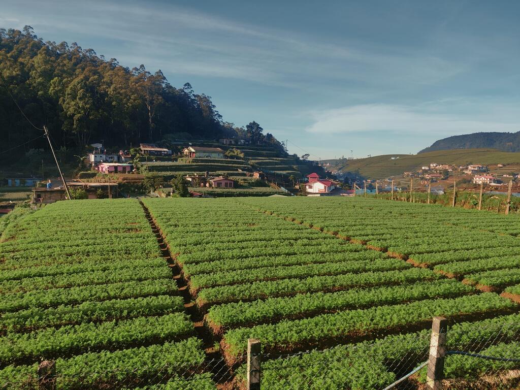 Farm in Nuwaraeliya 
