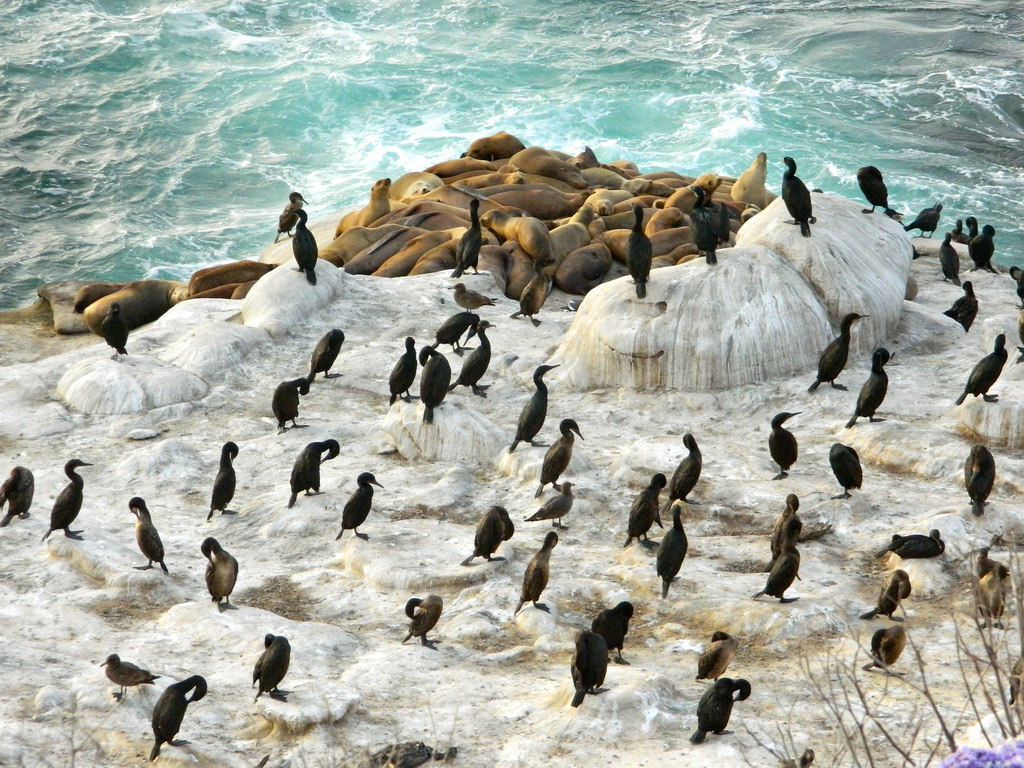 12 Best Things To Do In La Jolla CA Coves Cuisine Trip101 12-best-things-to-do-in-la-jolla-ca-coves-cuisine-trip101