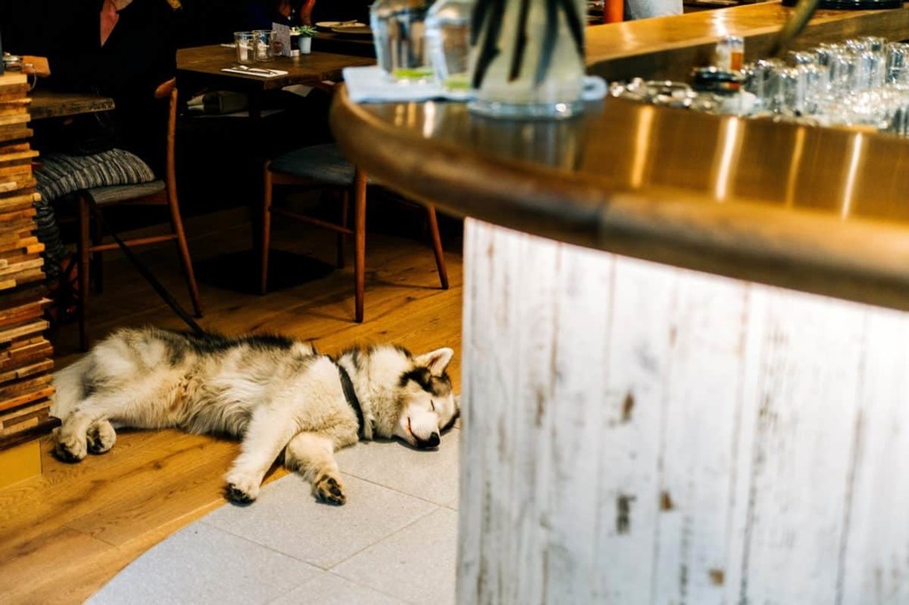 Top 10 Dogfriendly Restaurants In San Diego, California Trip101