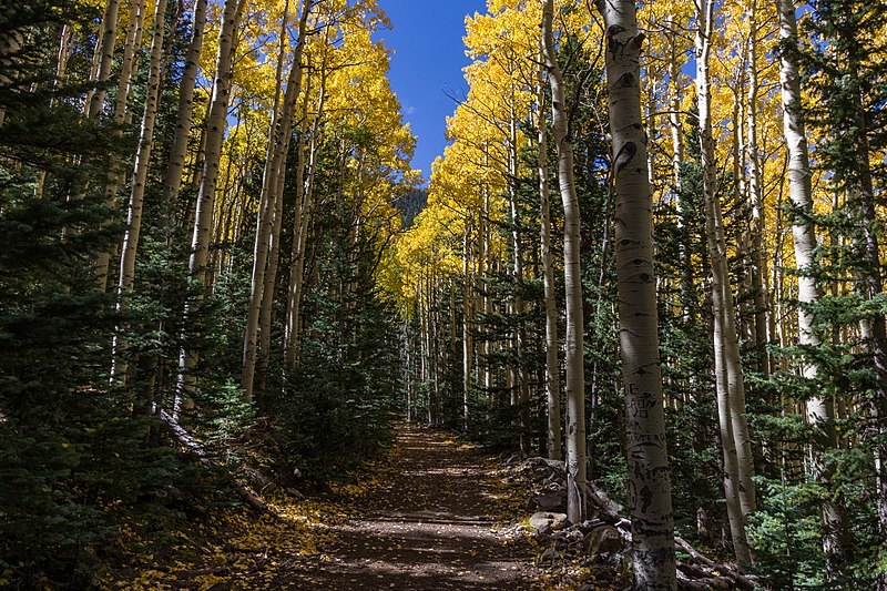 Top 10 Hiking And Trekking Spots In Flagstaff, Arizona Trip101