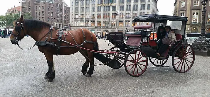  Indulge In An Incredible Horse And Carriage Ride In Amsterdam 