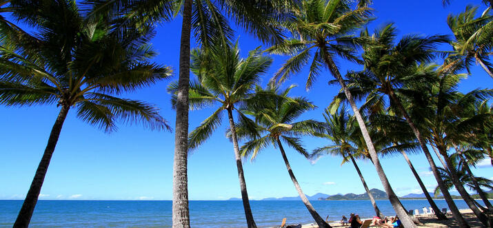 things to do in palm cove australia