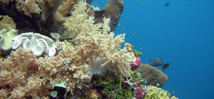 best diving spots in indonesia 