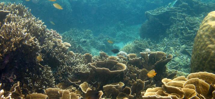 things to do in mabini philippines