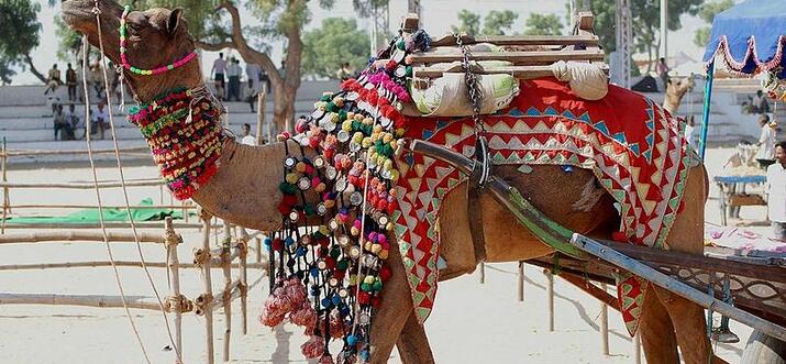 things to do in pushkar india