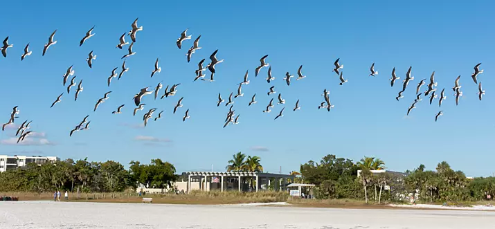 10 Best Things To Do In Siesta Key, Florida